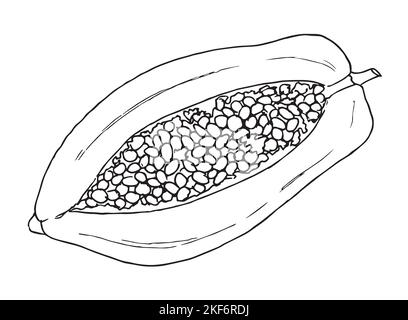 Esquisse de papaye. Illustration vectorielle dessinée à la main de fruits tropicaux exotiques doux. Tranche de cuisine asiatique thaïlandaise en blanc et noir pour le dessert. Dessin sur un arrière-plan isolé dans un style art au trait. Illustration de Vecteur