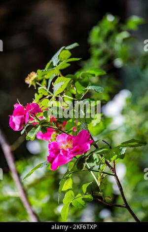 La rose de plage (Rosa rugosa) fleurit dans le jardin Banque D'Images