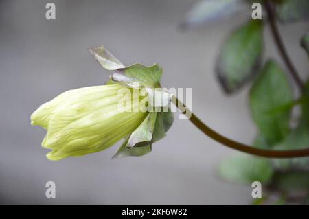 Vine tasse-et-soucoupe (Cobaea scandens) Banque D'Images