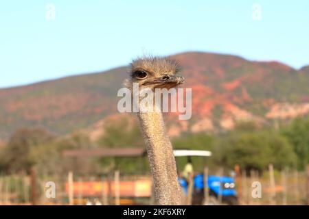 Ferme d'autruche près d'Oudtshoorn en Afrique du Sud Banque D'Images