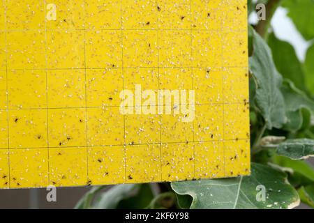 Les mouettes à ailes sombres et les mouches blanches sont coincées dans un piège collant jaune. Les blancs piégés et les Sciaridae volent collant dans un piège. Banque D'Images