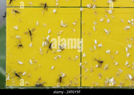Les mouettes à ailes sombres et les mouches blanches sont coincées dans un piège collant jaune. Les blancs piégés et les Sciaridae volent collant dans un piège. Banque D'Images