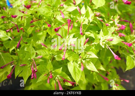 Fleurs rouges lamiaceae salvia elegans mandarine dans le jardin. L'été et le printemps Banque D'Images