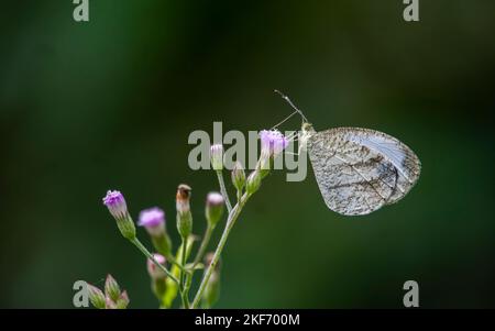Le papillon gris hairstreak s'assoit sur une fleur et récolte du miel Banque D'Images