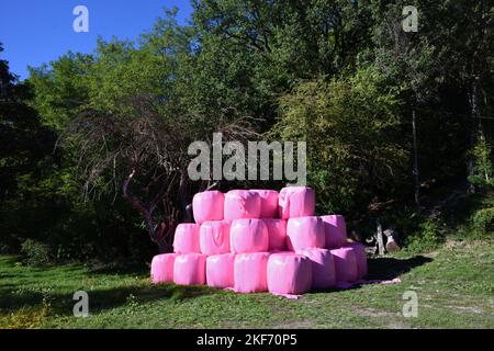 Tas, pile ou Pyramide de balles de foin ou de paille enroulées en plastique rose ou en polyéthylène rose Banque D'Images