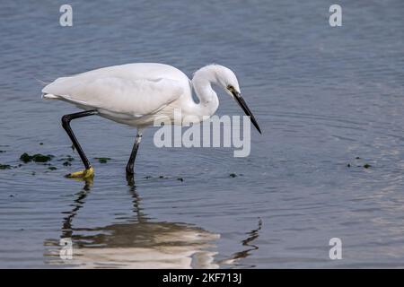 Petite aigrette (Egretta garzetta) adulte se trouvant dans les eaux peu profondes de l'étang du marais saltmarsh au début de l'automne Banque D'Images