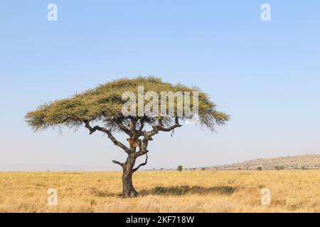 Un grand arbre de savane d'acacia debout seul dans un safari capturé un jour ensoleillé Banque D'Images