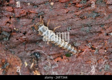 La larve d'un coléoptère de la famille des Staphylinidae, coléoptères des rosés sous l'écorce d'un arbre. Banque D'Images