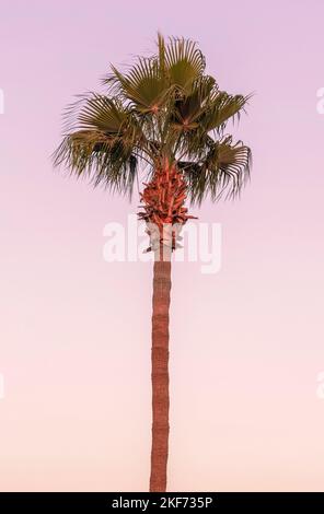 Un palmier isolé au soleil couchant le long de la route d'un centre commercial de Strip près de la plage Banque D'Images