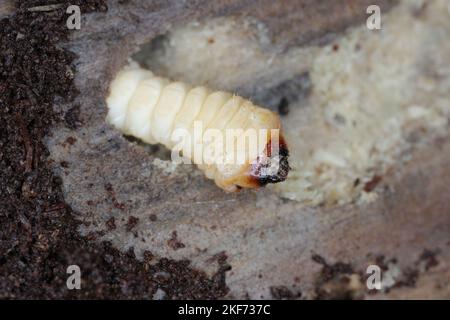 La larve d'un coléoptère de la famille des chèvres, Cerambycidae, Rhagium sous l'écorce d'un arbre. Banque D'Images