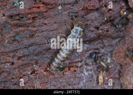 La larve d'un coléoptère de la famille des Staphylinidae, coléoptères des rosés sous l'écorce d'un arbre. Banque D'Images