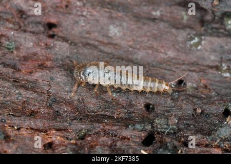 La larve d'un coléoptère de la famille des Staphylinidae, coléoptères des rosés sous l'écorce d'un arbre. Banque D'Images