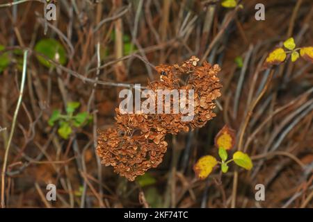 Fleurs décolorées d'Hydrangea arborescens dans le jardin d'automne. Banque D'Images