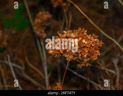 Fleurs décolorées d'Hydrangea arborescens dans le jardin d'automne. Banque D'Images