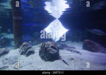 Le rayon de l'épine sur le sable dans un aquarium. Banque D'Images