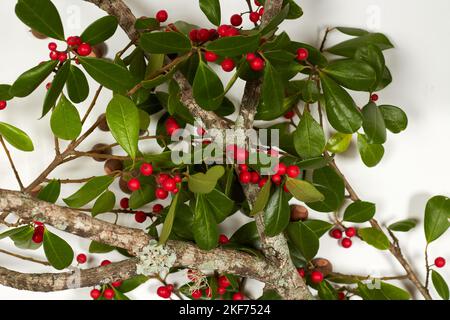 Hawthorn Tree branches avec Oak branche et Acorns ferait une bonne décoration de table pour le dîner de Thanksgiving! Banque D'Images