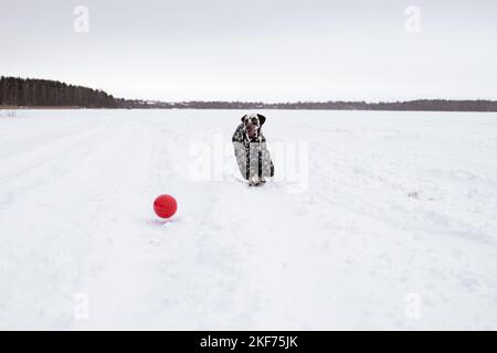 Dalmatien dans la neige en jouant dans le parc sur la neige. Hiver. Chien en manteau. Animal portant une veste chaude.Portrait d'un chien drôle habillé Banque D'Images