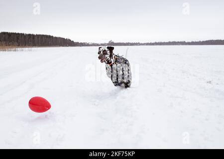 Dalmatien dans la neige en jouant dans le parc sur la neige. Hiver. Chien en manteau. Animal portant une veste chaude.Portrait d'un chien drôle habillé Banque D'Images