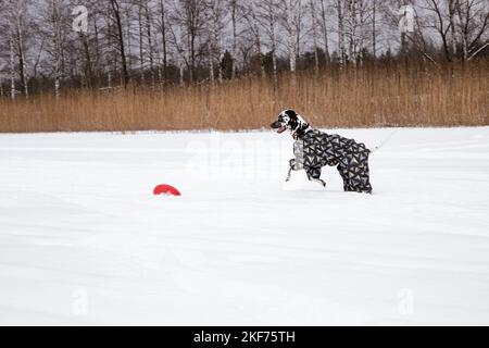 Dalmatien dans la neige en jouant dans le parc sur la neige. Hiver. Chien en manteau. Animal portant une veste chaude.Portrait d'un chien drôle habillé Banque D'Images