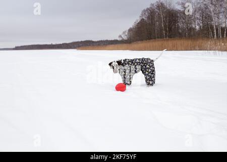 Dalmatien dans la neige en jouant dans le parc sur la neige. Hiver. Chien en manteau Banque D'Images