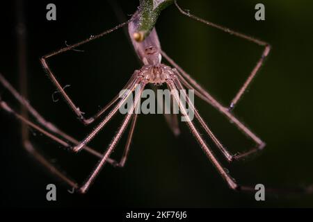 Photo macro d'une araignée (Pholcus phalangioides), gros plan de Pholcus phalangioides Banque D'Images