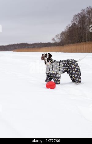 Dalmatien dans la neige en jouant dans le parc sur la neige. Hiver. Chien en manteau. Animal portant une veste chaude.Portrait d'un chien drôle habillé Banque D'Images