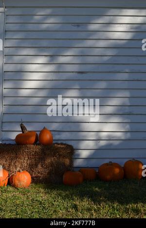 Citrouilles orange sur fond de bois blanc Banque D'Images