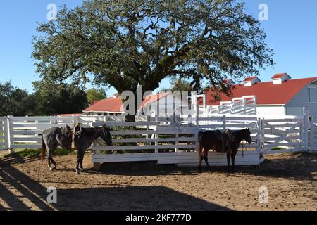 Les chevaux avec selles sont prêts à monter, Texas Banque D'Images