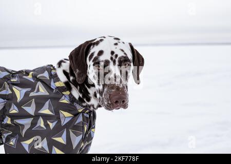 Dalmatien dans la neige en jouant dans le parc sur la neige. Hiver. Chien en manteau. Animal portant une veste chaude.Portrait d'un chien drôle habillé Banque D'Images