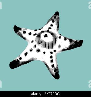 une gravure graphique d'une étoile de mer. Illustration réaliste en noir et blanc de l'étoile de mer Banque D'Images