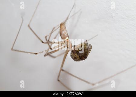 L'araignée de Pholcid, Daddy long-jambes, a capturé une mouche, et l'a enveloppée avec un matériau semblable à de la soie Banque D'Images