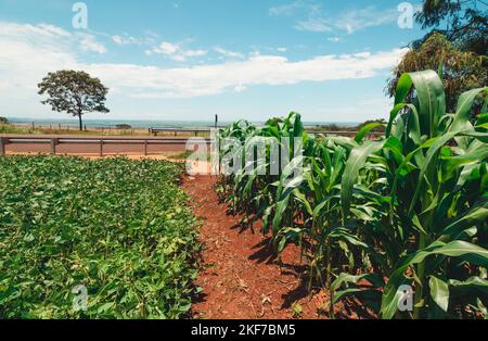 Soja Green Beans Plantation Farm au printemps Sunny Day Next a Highway au Brésil. Soja Field au coucher du soleil. Banque D'Images