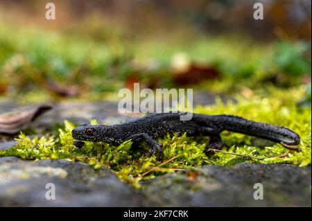 Nord Crested newt, Triturus cristatus. Bieszczady, Carpates, Pologne. Banque D'Images