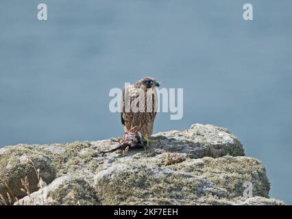 Portrait d'un faucons pèlerins juvéniles mangeant des proies sur la côte cornish. Banque D'Images