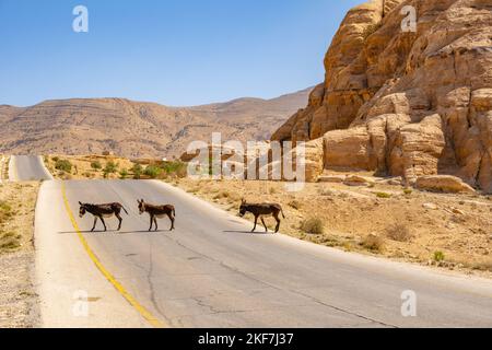 Donkies traversant la route vers Petra, près de Little Petra, Siq al-Barid, Jordanie Banque D'Images