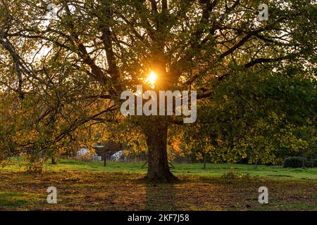 Belle lumière de coucher de soleil passant par les branches d'un érable en automne. Banque D'Images