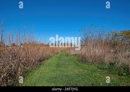 Les prairies parcourent un pré de grands bluesteem, de lamokweed et d'autres plantes vivaces indigènes et de graminées le jour de l'automne. Banque D'Images