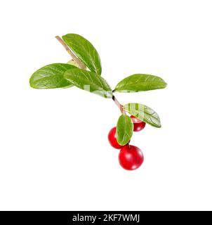 Branche de framboise aux feuilles vertes et aux baies rouges (Vaccinium vitis-idaea, airelle, canneberge). Baies de cowers. Baie sauvage de cowberry. Réf Banque D'Images