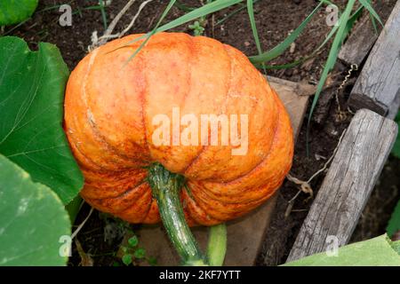 Une grande citrouille pousse dans le jardin en gros plan. Banque D'Images