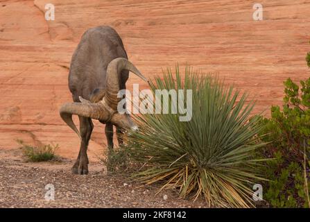 Mouflon d'Amérique du désert (Ovis canadensis nelsoni) RAM se nourrissant dans l'arbuste, parc national de Zion, Utah Banque D'Images