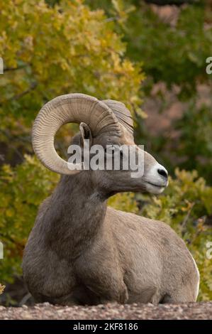 Mouflon d'Amérique du désert (Ovis canadensis nelsoni) RAM de repos, parc national de Zion, Utah Banque D'Images