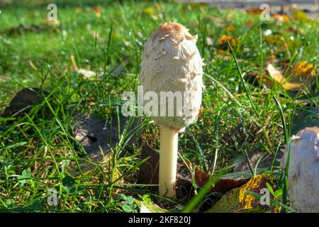 Coprinus comatus - corps à fructifier d'un champignon Shaggy Mane, d'une capsule à encre de shaggy ou d'une perruque d'avocats. B. C., Canada. Banque D'Images