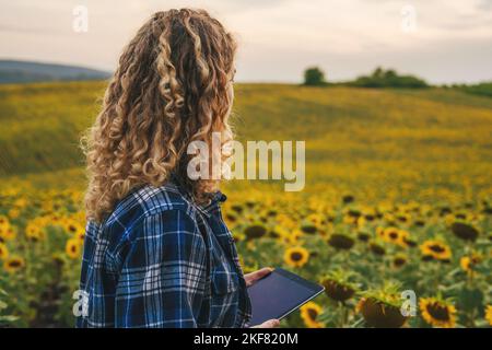 Femme avec des cheveux bouclés debout dans le champ de tournesol vérifier la croissance des fleurs de tournesol à l'aide d'un comprimé. Farmer prend des notes sur la tablette. Agro-industrie Banque D'Images