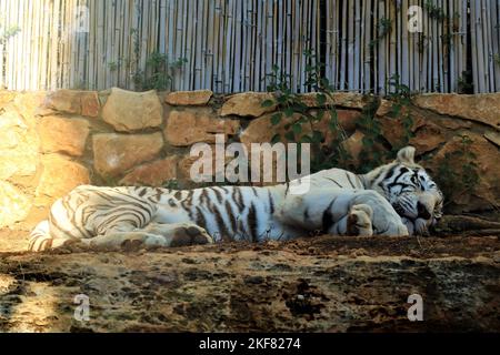 Un tigre blanc dormant dans l'ombre dans la volière du zoo de Haïfa en Israël Banque D'Images