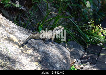 Un dragon de l'est de l'Australie (Intellagama lesueurii lesueurii) sur une roche le long de la piste de marche de Bradleys Head dans le parc national du port de Sydney Banque D'Images