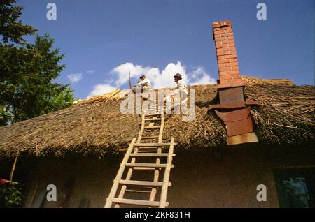 Snagov, Comté d'Ilfov, Roumanie, 2001. Gheorghe N. Dumitru (connu sous le nom de Nea Gogu ou Bicicai) au travail, l'une des dernières personnes locales à maîtriser l'ancienne compétence traditionnelle de chaume des toits avec des roseaux, récoltés localement du lac Snagov. Banque D'Images