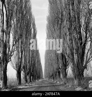 Comté d'Ilfov, République socialiste de Roumanie, env. 1974. Une route non pavée bordée des deux côtés par de grands peupliers. Banque D'Images