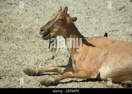 Daghestanischer Tur / caucasien de l'est / Capra ibex cylindricornis Banque D'Images
