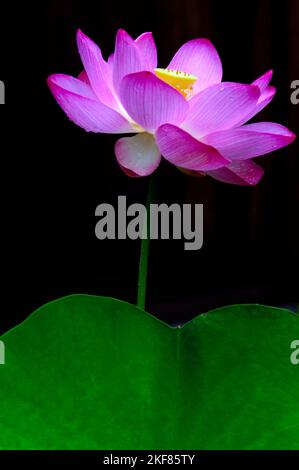 Une fleur de lotus lumineuse en pleine fleur avec des pétales roses et violets se faisant remarquer dans toute sa beauté majestueuse des feuilles vertes du temple de Kyoto, au Japon Banque D'Images