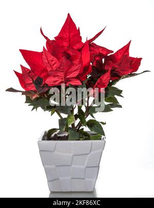 Poinsetta, Justjärna (Euphorbia pulcherrima) Banque D'Images